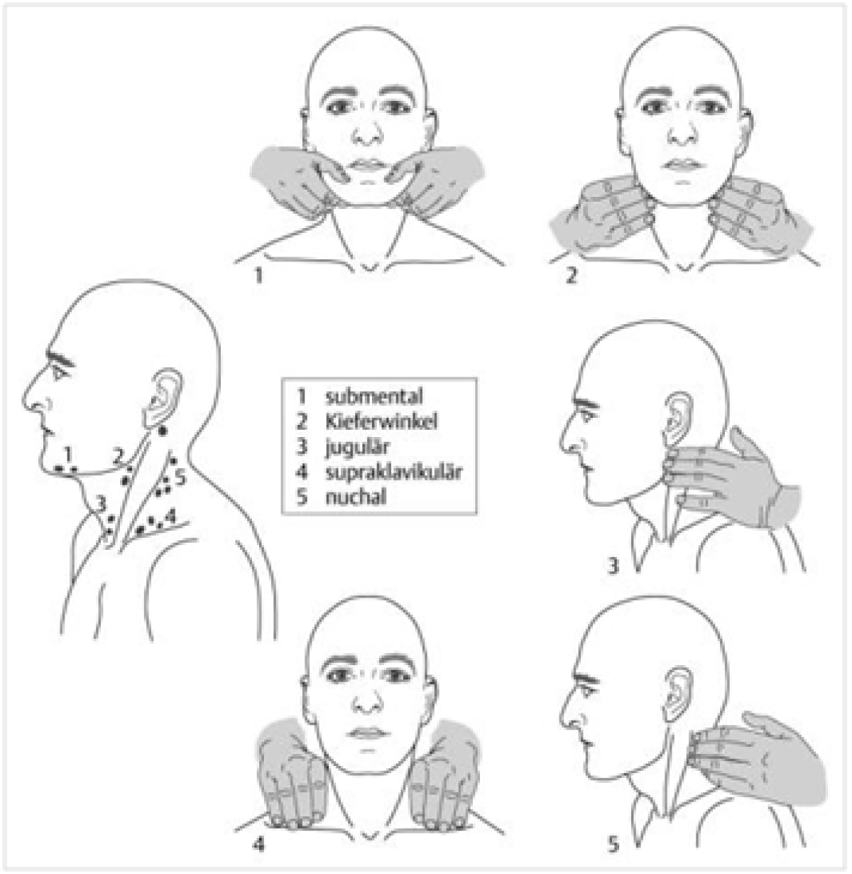 Examination of the neck and throat lymph nodes